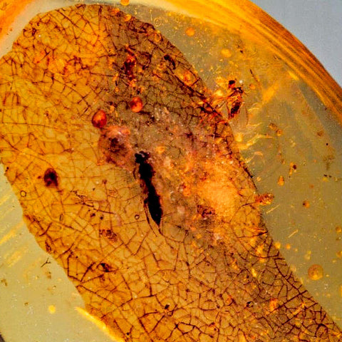 Burmese Insect Amber Hymenoptera Wasp Bee Fossil Cretaceous Dinosaur Age - Fossil Age Minerals