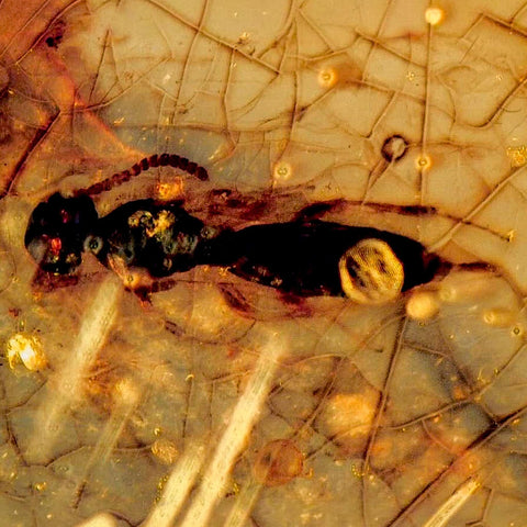 Burmese Insect Amber Hymenoptera Wasp Bee Fossil Cretaceous Dinosaur Age - Fossil Age Minerals