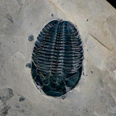 XL 1.6" Elrathia Kingi Trilobite Fossil In Matrix House Range Utah Cambrian Age COA
