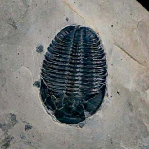 XL 1.6" Elrathia Kingi Trilobite Fossil In Matrix House Range Utah Cambrian Age COA - Fossil Age Minerals