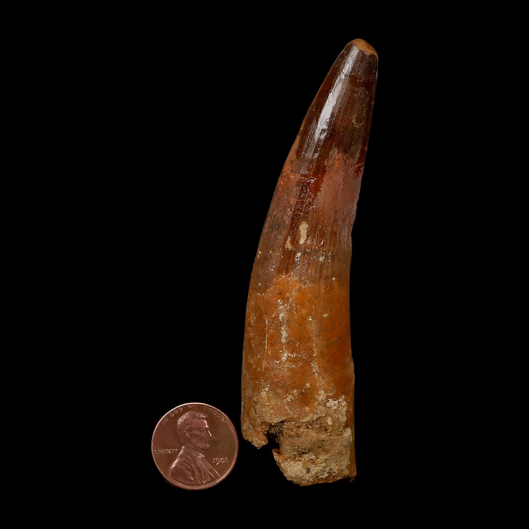 XL 3.8" Spinosaurus Fossil Tooth 100 Million Years Old Cretaceous Dinosaur COA - Fossil Age Minerals