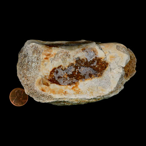 4.8" Brontothere Fossil Knee Bone Eocene Age Badlands S Dakota Titanothere COA - Fossil Age Minerals