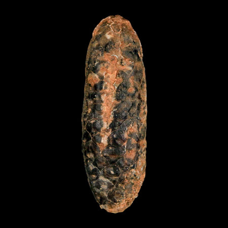 XL 2.4" Fossil Pine Cone Equicalastrobus Replaced By Agate Eocene Age Seeds Fruit