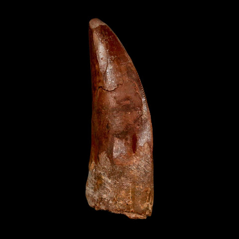 2" Carcharodontosaurus Fossil Tooth Cretaceous Dinosaur Morocco COA Stand