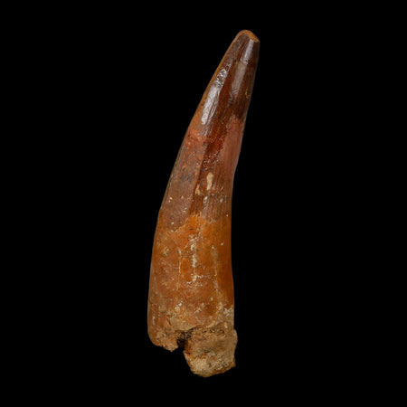 XL 3.8" Spinosaurus Fossil Tooth 100 Million Years Old Cretaceous Dinosaur COA