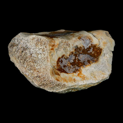 4.8" Brontothere Fossil Knee Bone Eocene Age Badlands S Dakota Titanothere COA - Fossil Age Minerals