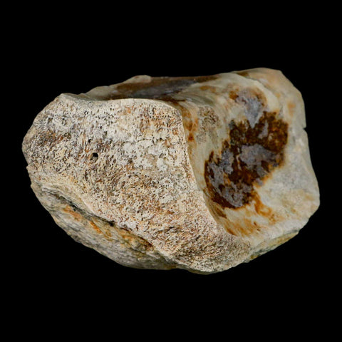 4.8" Brontothere Fossil Knee Bone Eocene Age Badlands S Dakota Titanothere COA - Fossil Age Minerals