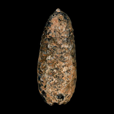 XL 2" Fossil Pine Cone Equicalastrobus Replaced By Agate Eocene Age Seeds Fruit