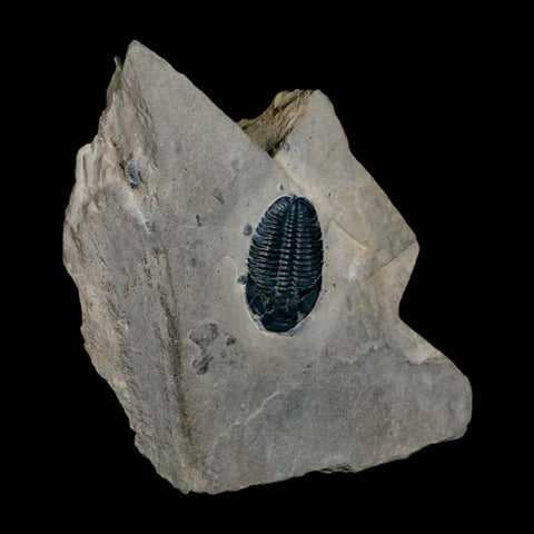 XL 1.6" Elrathia Kingi Trilobite Fossil In Matrix House Range Utah Cambrian Age COA - Fossil Age Minerals