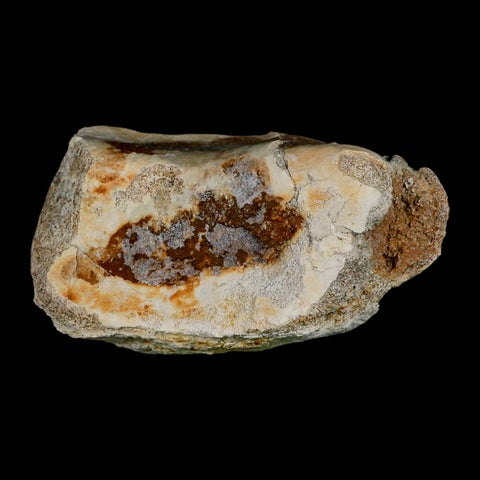 4.8" Brontothere Fossil Knee Bone Eocene Age Badlands S Dakota Titanothere COA - Fossil Age Minerals