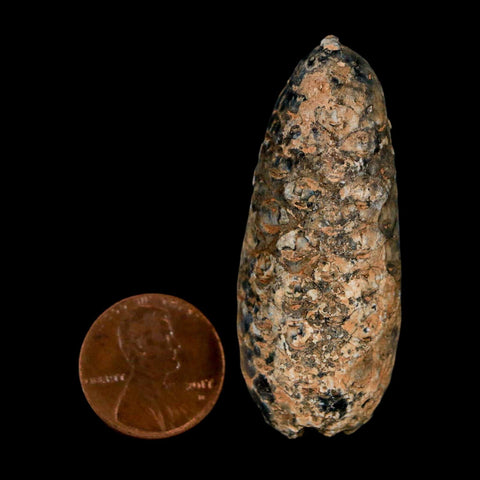 XL 2" Fossil Pine Cone Equicalastrobus Replaced By Agate Eocene Age Seeds Fruit