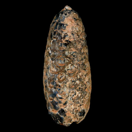 XL 2" Fossil Pine Cone Equicalastrobus Replaced By Agate Eocene Age Seeds Fruit