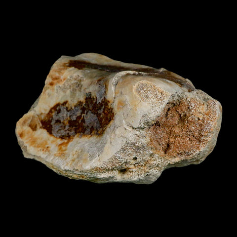 4.8" Brontothere Fossil Knee Bone Eocene Age Badlands S Dakota Titanothere COA - Fossil Age Minerals