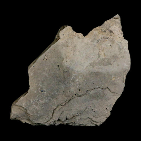 XL 1.6" Elrathia Kingi Trilobite Fossil In Matrix House Range Utah Cambrian Age COA - Fossil Age Minerals