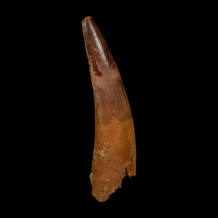 XL 3.8" Spinosaurus Fossil Tooth 100 Million Years Old Cretaceous Dinosaur COA