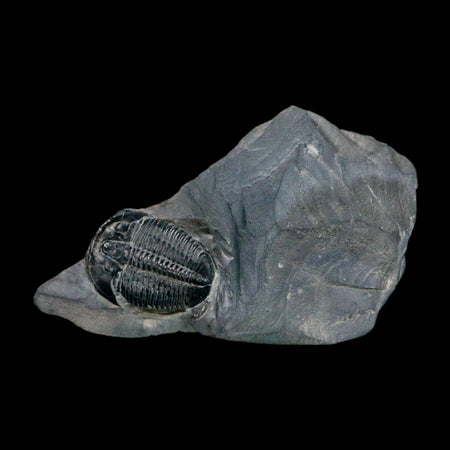 XL 1.6" Elrathia Kingi Trilobite Fossil In Matrix House Range Utah Cambrian Age COA