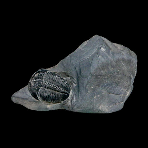 XL 1.6" Elrathia Kingi Trilobite Fossil In Matrix House Range Utah Cambrian Age COA - Fossil Age Minerals