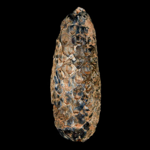 XL 2" Fossil Pine Cone Equicalastrobus Replaced By Agate Eocene Age Seeds Fruit