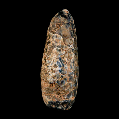 XL 2" Fossil Pine Cone Equicalastrobus Replaced By Agate Eocene Age Seeds Fruit