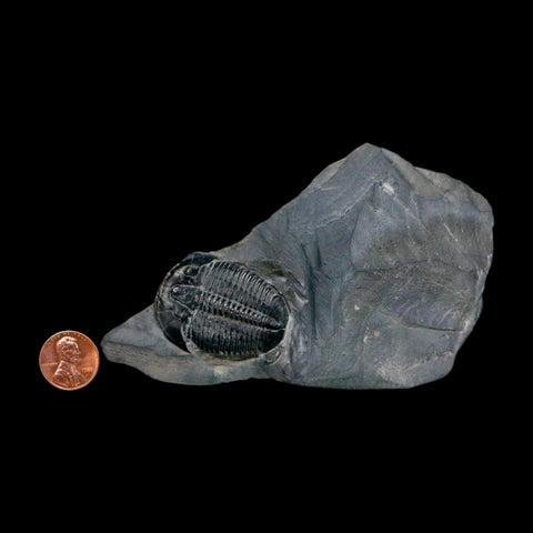 XL 1.6" Elrathia Kingi Trilobite Fossil In Matrix House Range Utah Cambrian Age COA - Fossil Age Minerals