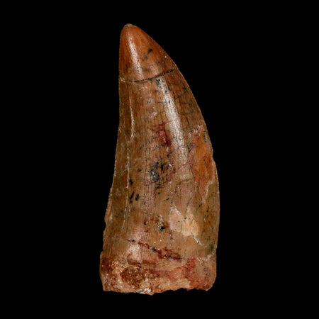 2" Carcharodontosaurus Fossil Tooth Cretaceous Dinosaur Morocco COA Stand