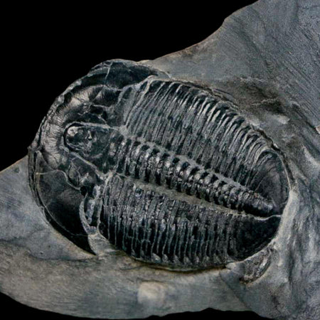 XL 1.6" Elrathia Kingi Trilobite Fossil In Matrix House Range Utah Cambrian Age COA