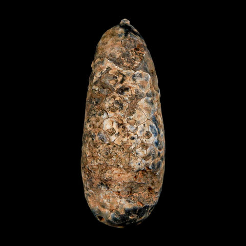 XL 2" Fossil Pine Cone Equicalastrobus Replaced By Agate Eocene Age Seeds Fruit