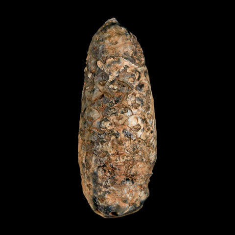 XL 2" Fossil Pine Cone Equicalastrobus Replaced By Agate Eocene Age Seeds Fruit
