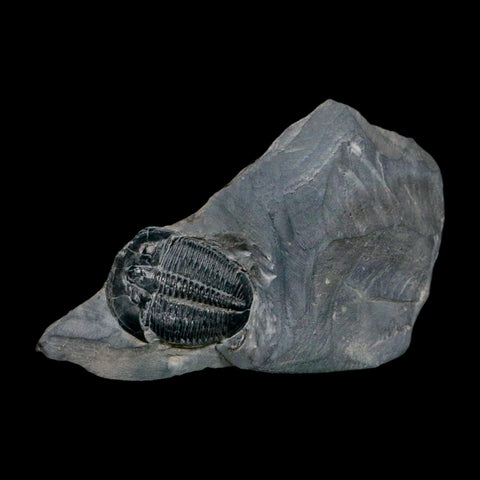 XL 1.6" Elrathia Kingi Trilobite Fossil In Matrix House Range Utah Cambrian Age COA - Fossil Age Minerals