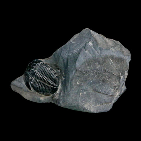 XL 1.6" Elrathia Kingi Trilobite Fossil In Matrix House Range Utah Cambrian Age COA - Fossil Age Minerals