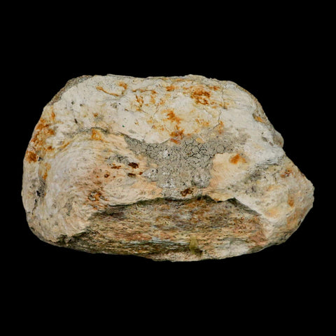 4.8" Brontothere Fossil Knee Bone Eocene Age Badlands S Dakota Titanothere COA - Fossil Age Minerals