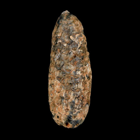 XL 2" Fossil Pine Cone Equicalastrobus Replaced By Agate Eocene Age Seeds Fruit