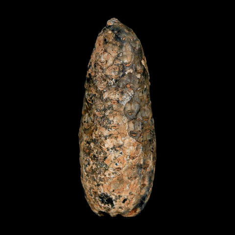 XL 2" Fossil Pine Cone Equicalastrobus Replaced By Agate Eocene Age Seeds Fruit