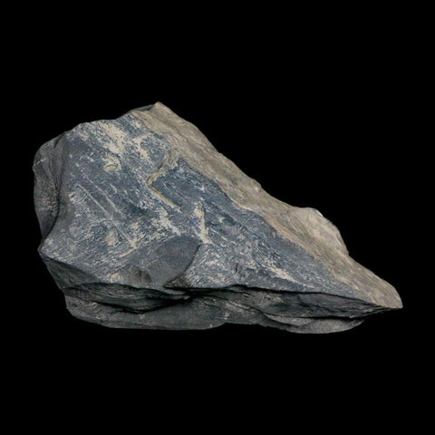 XL 1.6" Elrathia Kingi Trilobite Fossil In Matrix House Range Utah Cambrian Age COA - Fossil Age Minerals