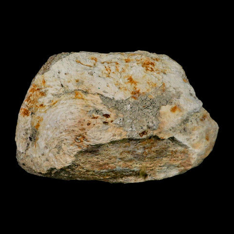 4.8" Brontothere Fossil Knee Bone Eocene Age Badlands S Dakota Titanothere COA - Fossil Age Minerals