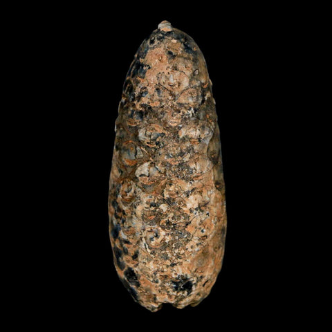 XL 2" Fossil Pine Cone Equicalastrobus Replaced By Agate Eocene Age Seeds Fruit