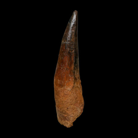 XL 3.6" Spinosaurus Fossil Tooth 100 Million Years Old Cretaceous Dinosaur COA