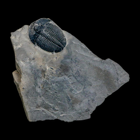 XL 1.6" Elrathia Kingi Trilobite Fossil In Matrix House Range Utah Cambrian Age COA