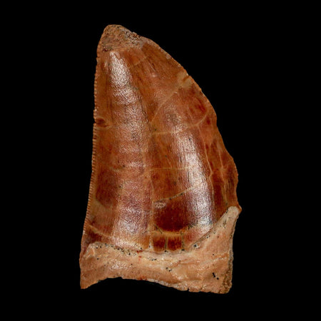 1.4" Carcharodontosaurus Fossil Tooth Cretaceous Dinosaur Morocco COA Stand