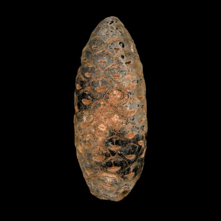 XL 2.1" Fossil Pine Cone Equicalastrobus Replaced By Agate Eocene Age Seeds Fruit