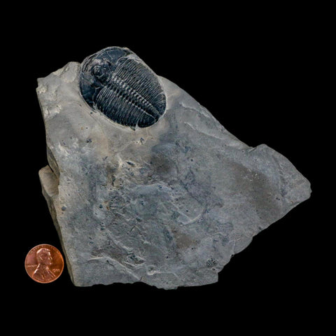 XL 1.6" Elrathia Kingi Trilobite Fossil In Matrix House Range Utah Cambrian Age COA - Fossil Age Minerals
