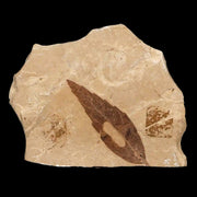 1.2" Detailed Cedrelospermum Nervosum Fossil Plant Leaf Eocene Age Green River UT