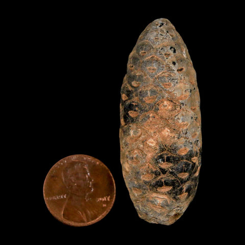 XL 2.1" Fossil Pine Cone Equicalastrobus Replaced By Agate Eocene Age Seeds Fruit