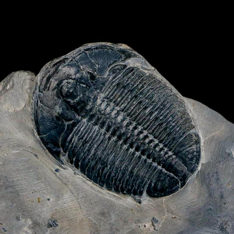 XL 1.6" Elrathia Kingi Trilobite Fossil In Matrix House Range Utah Cambrian Age COA - Fossil Age Minerals