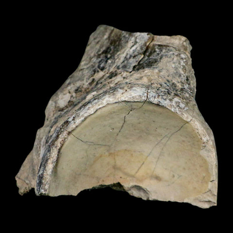 4.6" Brontothere Fossil Knee Bone Eocene Age Badlands S Dakota Titanothere COA - Fossil Age Minerals