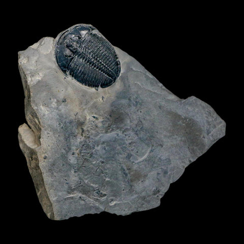 XL 1.6" Elrathia Kingi Trilobite Fossil In Matrix House Range Utah Cambrian Age COA - Fossil Age Minerals