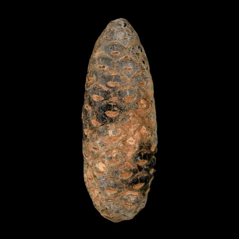 XL 2.1" Fossil Pine Cone Equicalastrobus Replaced By Agate Eocene Age Seeds Fruit