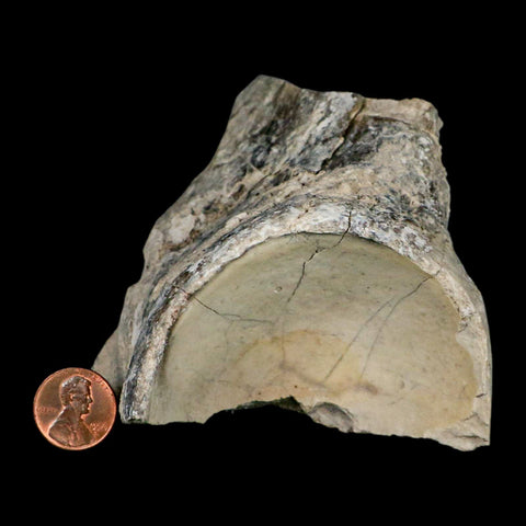 4.6" Brontothere Fossil Knee Bone Eocene Age Badlands S Dakota Titanothere COA - Fossil Age Minerals