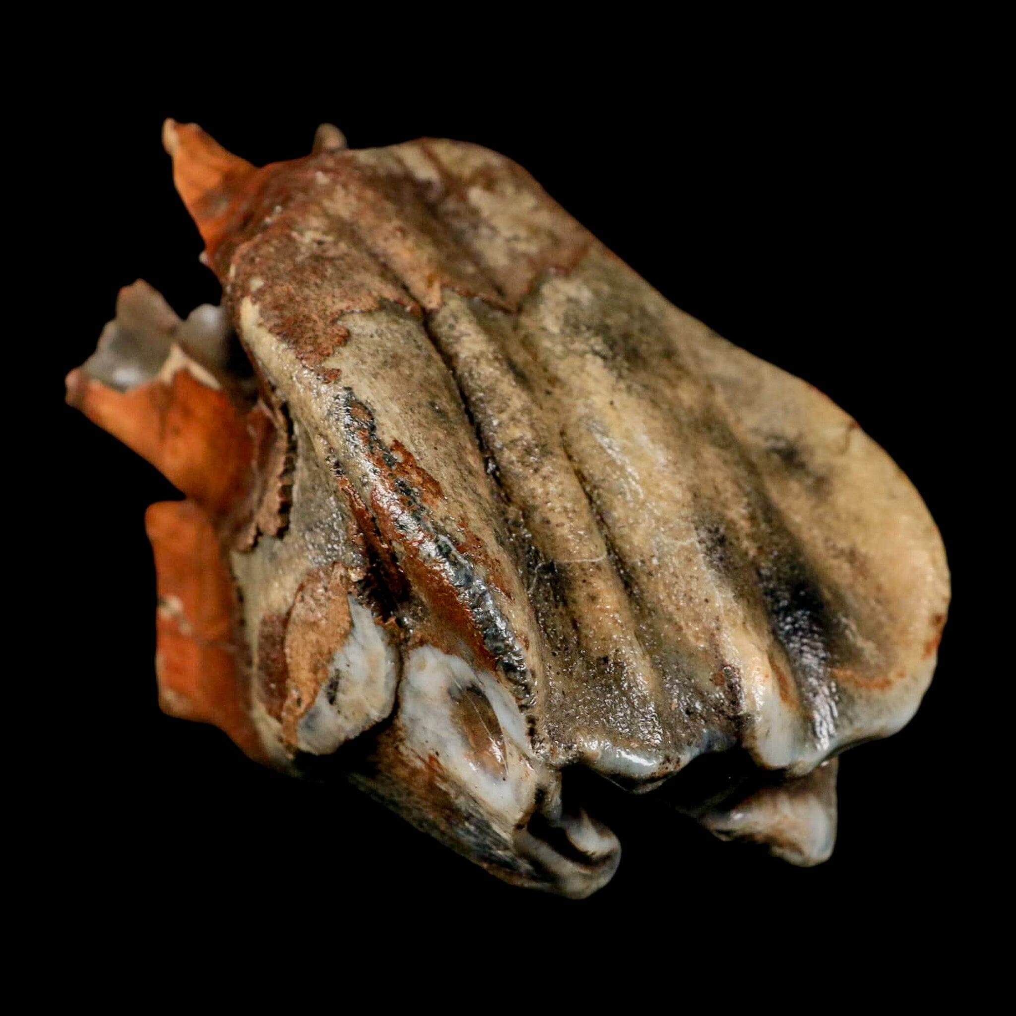 3.7" Woolly Rhinoceros Fossil Rooted Tooth Pleistocene Age Megafauna Russia COA - Fossil Age Minerals