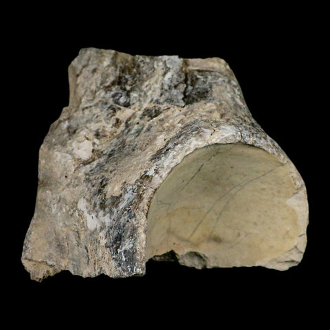 4.6" Brontothere Fossil Knee Bone Eocene Age Badlands S Dakota Titanothere COA - Fossil Age Minerals
